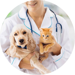 Vet