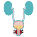 Diseases of the prostate
