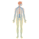 Nerve inflammation